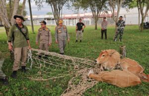 Tahun 2023, Satpol PP Aceh Jaya Tangkap 173 Ternak