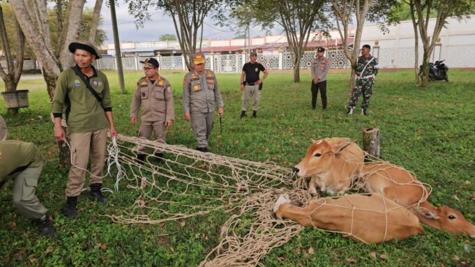 Tahun 2023, Satpol PP Aceh Jaya Tangkap 173 Ternak