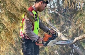 Gerak Cepat, Personil Polres Aceh Jaya Bersihkan Pohon Tumbang