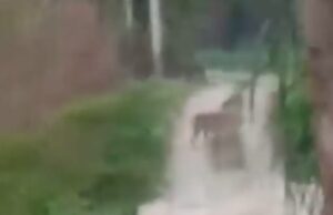 Geger’ Vidio Kemunculan Harimau Sumatera di Titi Besi Tersebar Luas, Warga Mulai Was Was