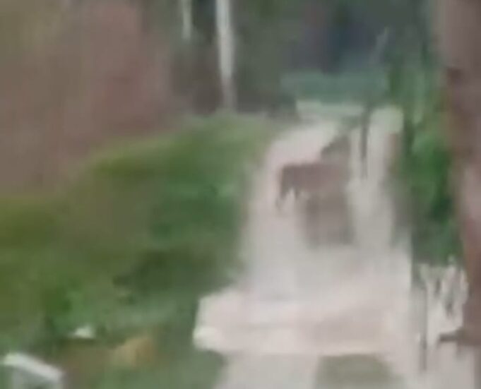 Geger’ Vidio Kemunculan Harimau Sumatera di Titi Besi Tersebar Luas, Warga Mulai Was Was