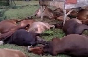 Disambar Petir, 17 Sapi Warga Kuala Ligan Mati