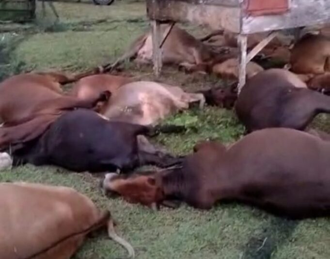 Disambar Petir, 17 Sapi Warga Kuala Ligan Mati