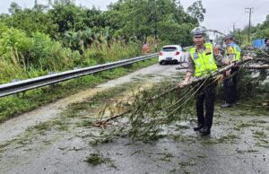 Gerak Cepat Satlantas Polres Aceh Jaya, Lakukan Pembersihan Pohon Tumbang di Badan Jalan Nasional Meulaboh-Banda Aceh