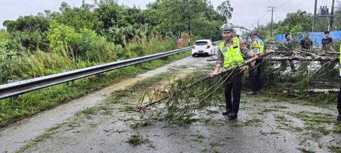 Gerak Cepat Satlantas Polres Aceh Jaya, Lakukan Pembersihan Pohon Tumbang di Badan Jalan Nasional Meulaboh-Banda Aceh