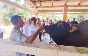 Pemkab Aceh Jaya, Pastikan Persediaan Ternak Meugang Idul Adha 1445 H Cukup