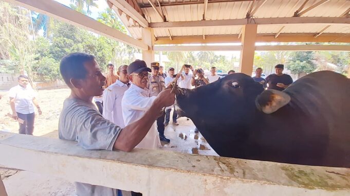 Pemkab Aceh Jaya, Pastikan Persediaan Ternak Meugang Idul Adha 1445 H Cukup