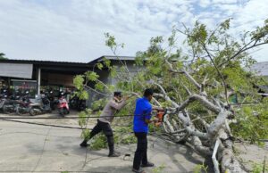 Lalu Lintas Tersendat Akibat Pohon Tumbang di Jalan Rel Dusun H. Nafi