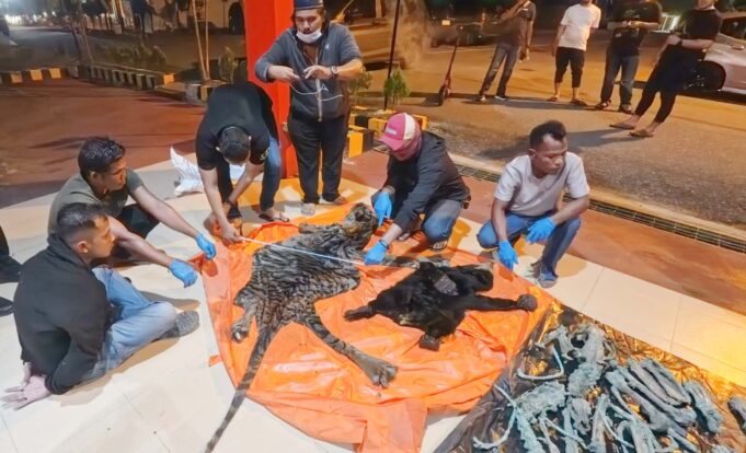 Ingin Transaksi Kulit Harimau Sumatra, 3 Aparatur Desa di Amankan Polres Aceh Utara