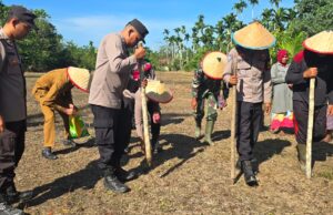 Jumlah Total 80 Hektar, Polres Aceh Utara Tanam Jagung Secara Serentak di 15 Kecamatan