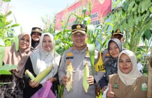 Kapolresta Banda Aceh Panen Perdana Ratusan Jagung di Gampong Geuceu Meunara