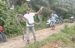 Warga Cot Girek Dikejutkan Penemuan Ular Phyton Sepanjang Tiga Meter