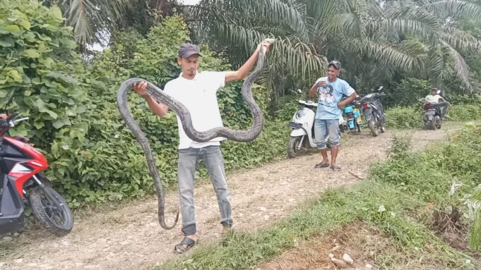Warga Cot Girek Dikejutkan Penemuan Ular Phyton Sepanjang Tiga Meter
