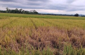 Petani Cot Girek Terancam Rugi Ganda, Harga Gabah Anjlok di Tengah Serangan Wereng
