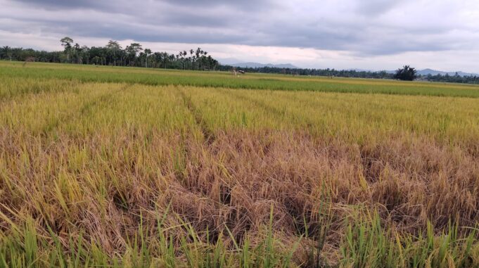 Petani Cot Girek Terancam Rugi Ganda, Harga Gabah Anjlok di Tengah Serangan Wereng