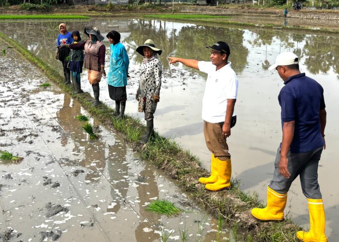 PT PIM Gelar Demplot Padi Program Tani Sejahtera di Geulumpang Sulu Barat