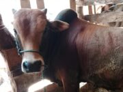 Janji yang Menggantung, Geuchik di Aceh Utara Terhimpit Utang Daging Meugang