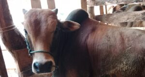 Janji yang Menggantung, Geuchik di Aceh Utara Terhimpit Utang Daging Meugang