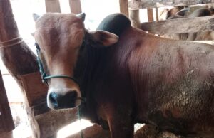 Janji yang Menggantung, Geuchik di Aceh Utara Terhimpit Utang Daging Meugang