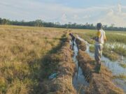 Enam Tahun Terbengkalai, Warga Teupin Mee Bangkit Bersama Normalisasi Irigasi demi Ketahanan Pangan