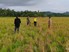 Warga Ditemukan Meninggal Dunia di Persawahan, Begini Kronologisnya