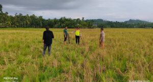Warga Ditemukan Meninggal Dunia di Persawahan, Begini Kronologisnya