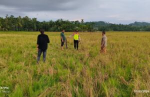 Warga Ditemukan Meninggal Dunia di Persawahan, Begini Kronologisnya