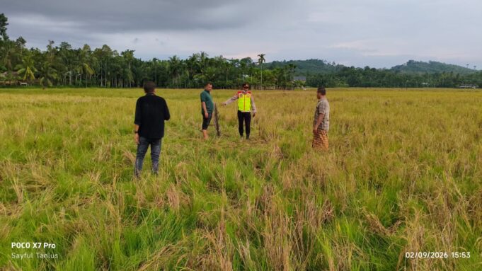 Warga Ditemukan Meninggal Dunia di Persawahan, Begini Kronologisnya