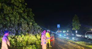 Hujan Lebat dan Angin Kencang Terjang Lhokseumawe, Pohon Tumbang Timpa Rumah dan Mobil