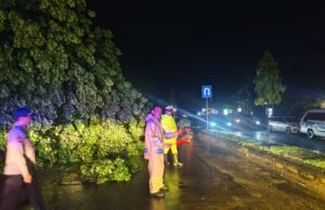Hujan Lebat dan Angin Kencang Terjang Lhokseumawe, Pohon Tumbang Timpa Rumah dan Mobil