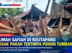 Memprihatinkan, Rumah Safiah di Keutapang Rusak Parah Tertimpa Pohon Tumbang